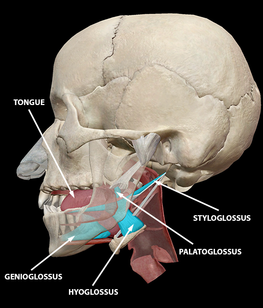 speech-articulation-tongue-extrinsic-muscles-and-vocal-tract